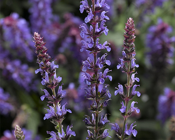 SALVIA BORDEAU COMPACT SKY BLUE | GittoGarden